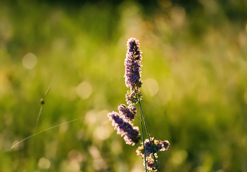 Polikistik Over Sendromu’nda Tüylenme Artışı ve Tedavisi