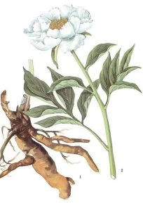 Bitkilerin Sakıncaları