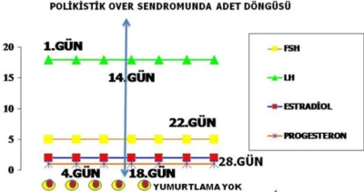 Polikistik Over Sendromu’nda Yumurta Gelişimi ve Yumurtlama